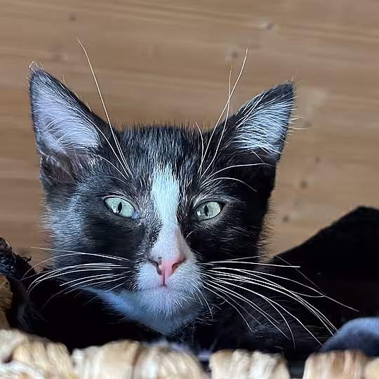 Foto von DACHSY