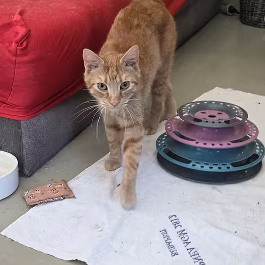 Foto von Merlin