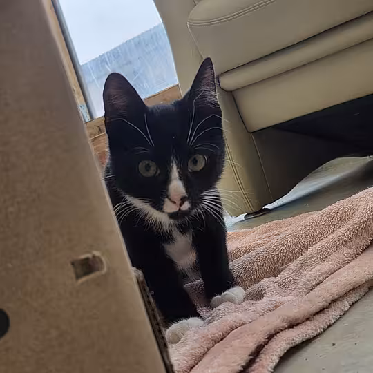Foto von Katzenkinder 2026