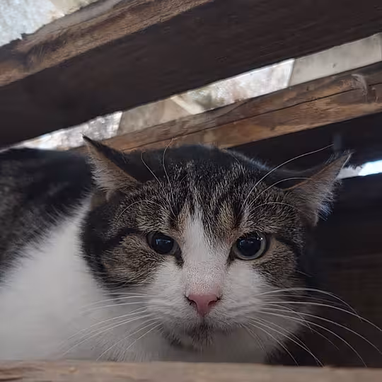 Foto von Ernie