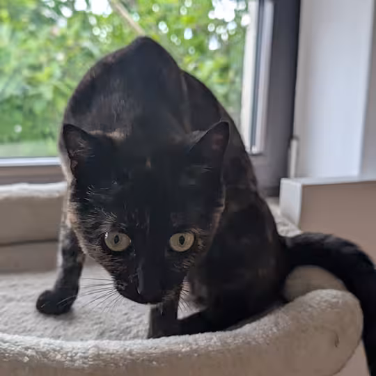 Foto von Rose
