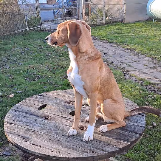 Foto von Toffee