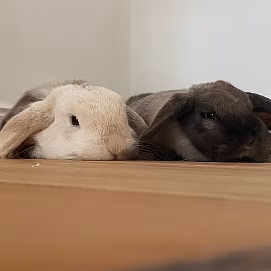Foto von Zuzu & Lili (Privatvermittlung)