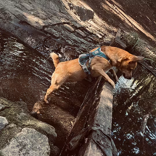 Foto von Cookie (Privatvermittlung)
