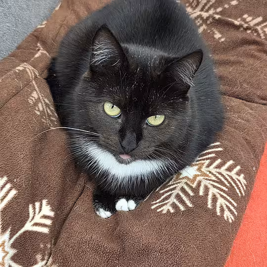 Foto von Scarlett