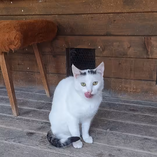 Foto von Carmen