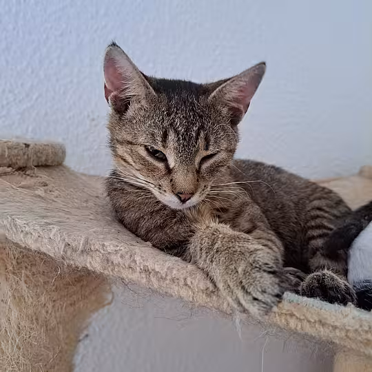 Foto von Bumblebee