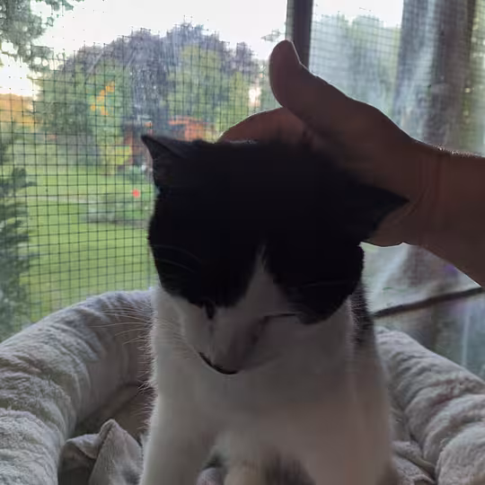 Foto von Nero
