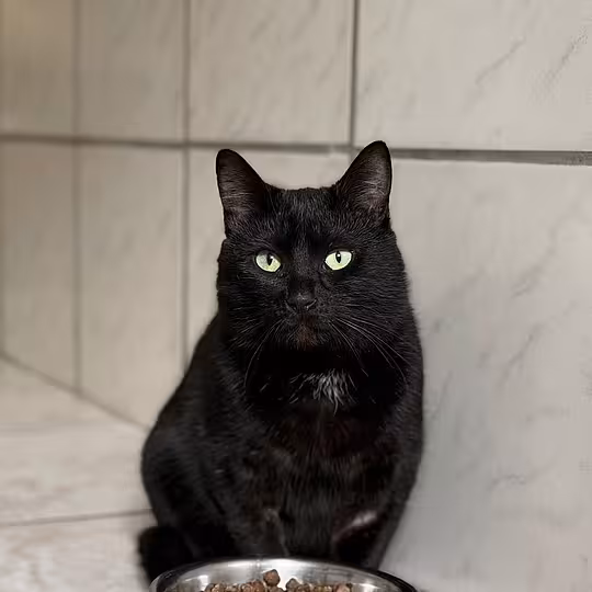 Foto von Arlo