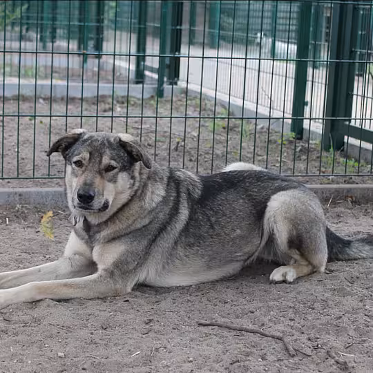 Foto von Athena
