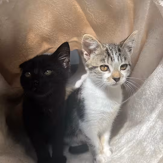 Foto von Katzenkinder 2026