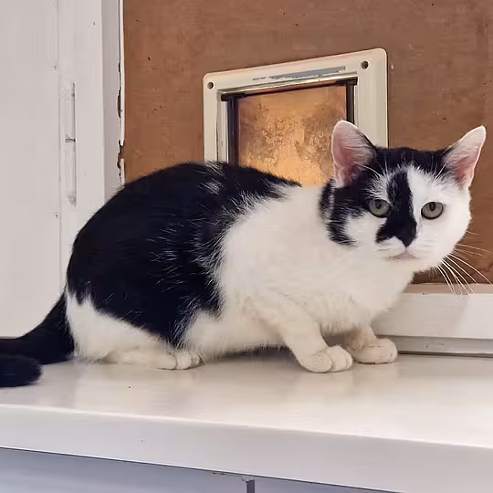 Foto von Sirius
