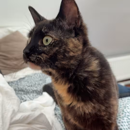 Foto von Rose