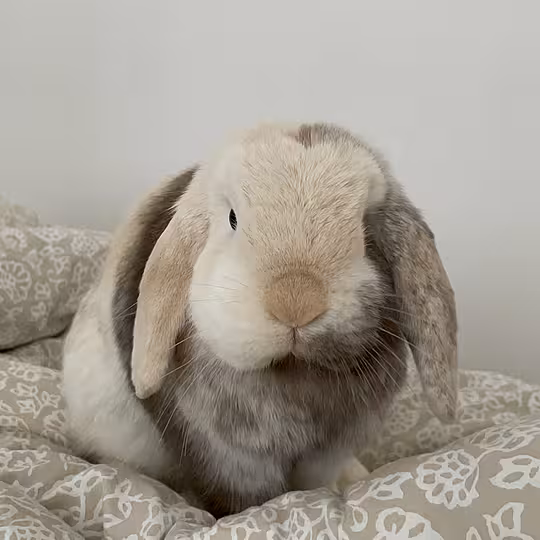 Foto von Zuzu & Lili (Privatvermittlung)