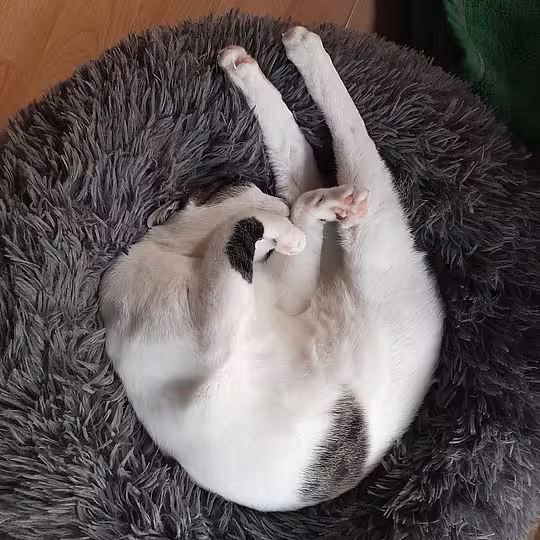 Foto von Trollo