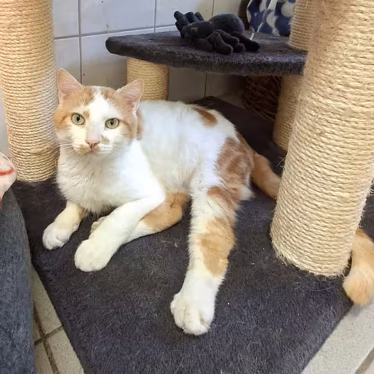 Foto von Merlin