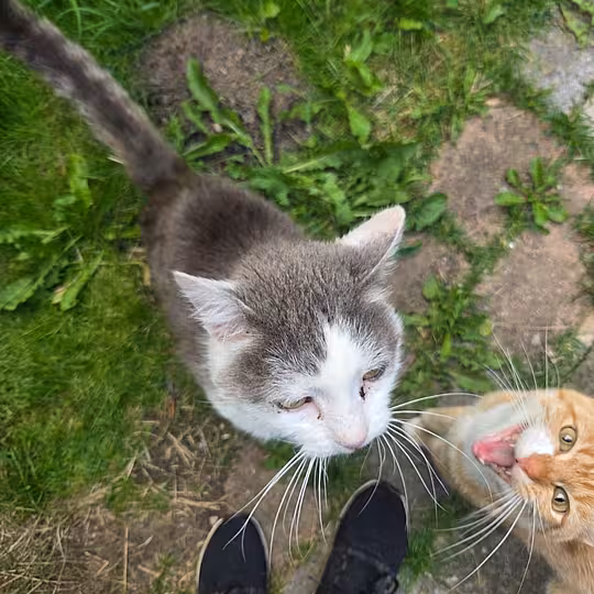 Foto von Teddy