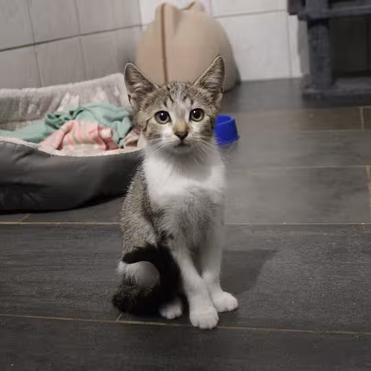Foto von Katzenfamilie
