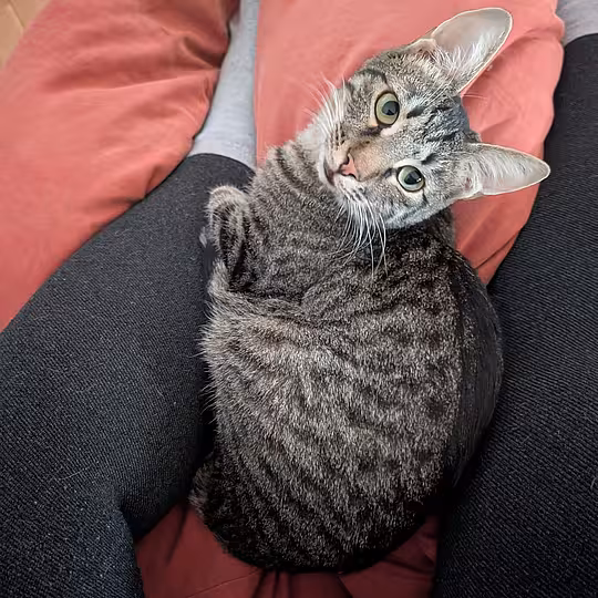 Foto von Findus