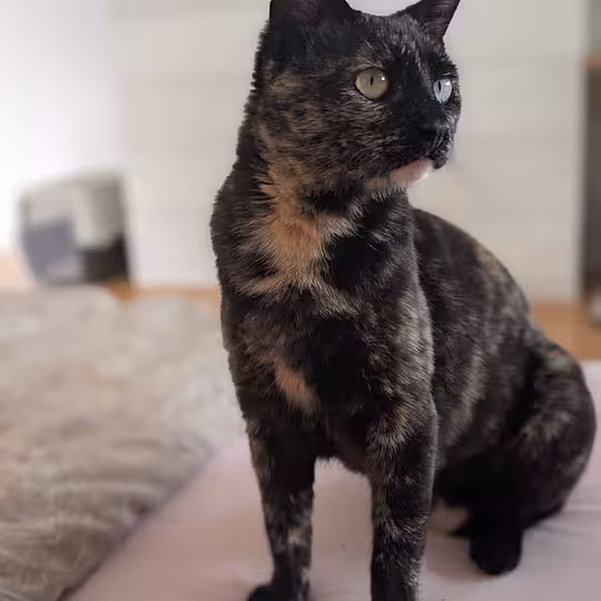 Foto von Rose