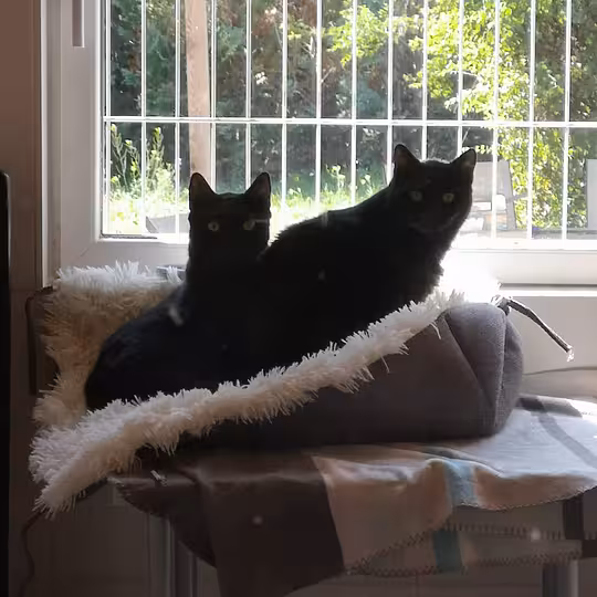 Foto von Lotto und Kaya