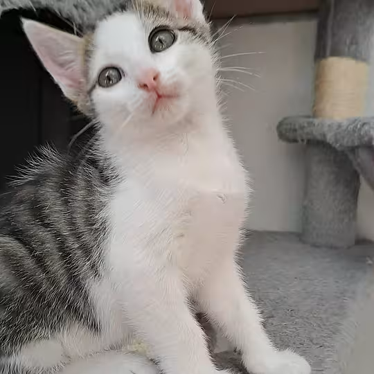Foto von PEPPI