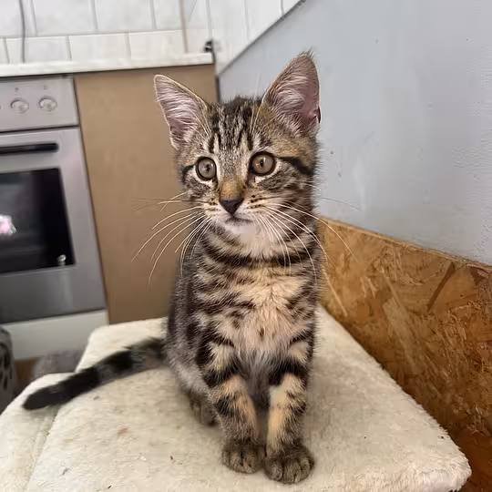 Foto von Katzenkinder 2026