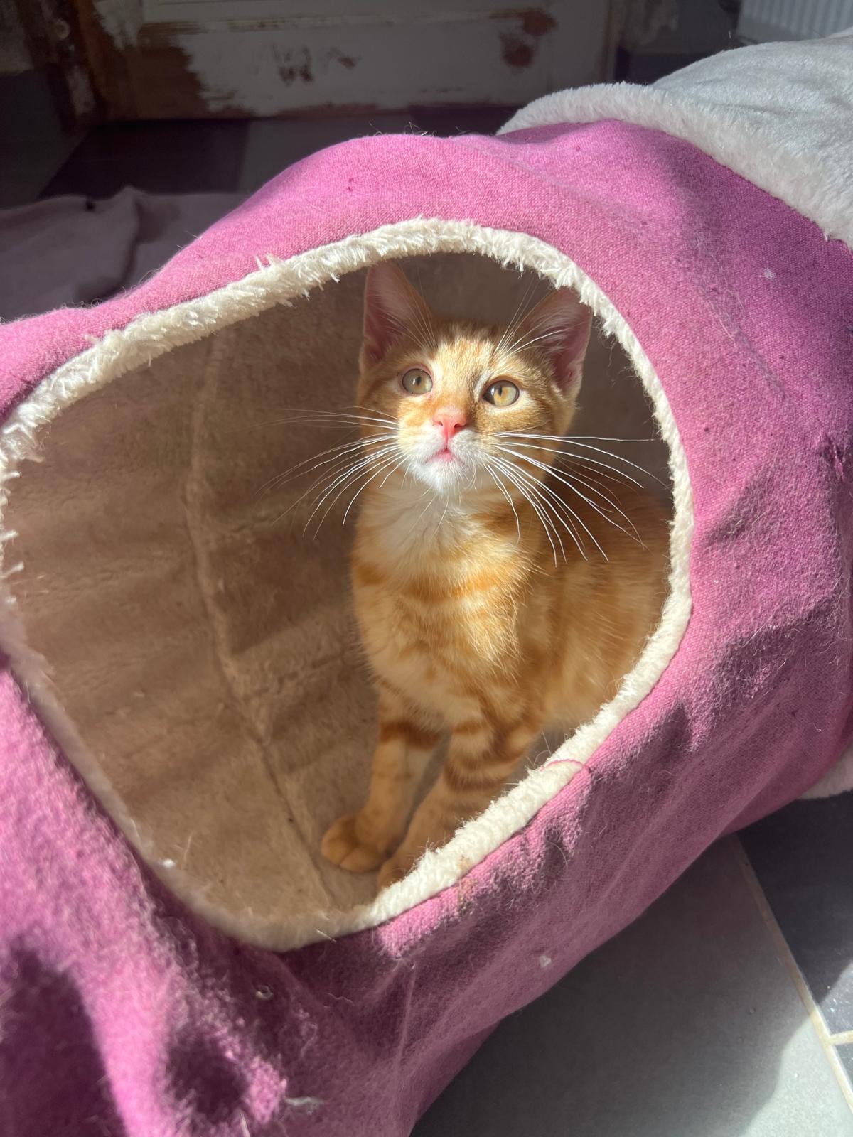 Foto von Katzenkinder 2026